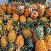 Ananás